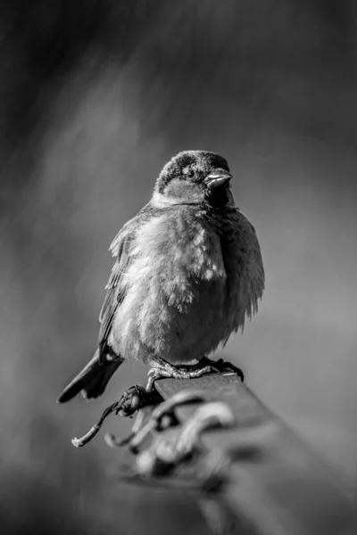 House Sparrow Standing Ledge Blurred Background — Stock Photo, Image