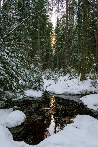 Floresta Sempre Verde Depois Uma Grande Queda Neve Conto Fadas — Fotografia de Stock