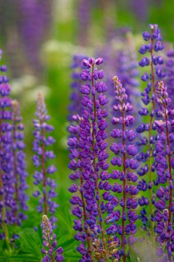 Çayırda mor lupinler
