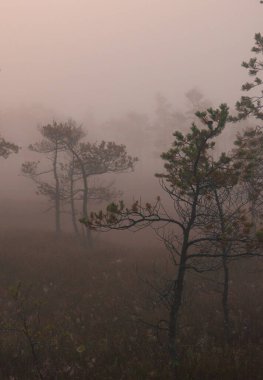 Büyük Kemeri Bataklığı 'nda, Letonya, Jurmala yakınlarında kızıl bir güneş doğuyor.