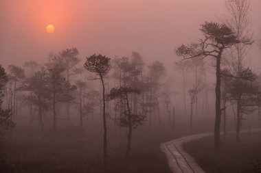 Büyük Kemeri Bataklığı 'nda, Letonya, Jurmala yakınlarında kızıl bir güneş doğuyor.
