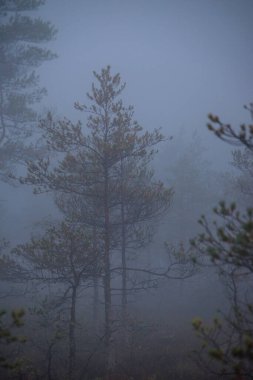 Büyük Kemeri Bataklığı 'nda, Letonya, Jurmala yakınlarında kızıl bir güneş doğuyor.