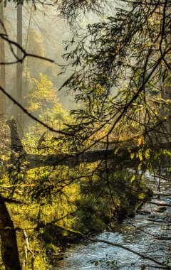 Ieriki, Letonya yakınlarındaki Cecili doğa yolunda güneşli bir sonbahar gününde Amata nehri kenarındaki güzel orman ve uçurumlar
