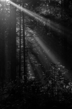 Ieriki, Letonya yakınlarındaki Cecili doğa yolunda güneşli bir sonbahar gününde Amata nehri kenarındaki güzel orman ve uçurumlar