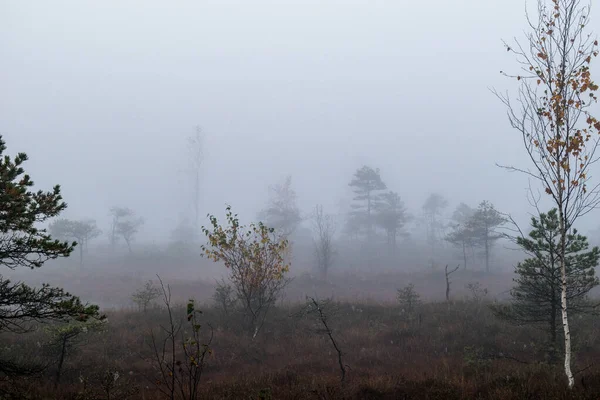 Gyönyörű Napkelte Vörös Nappal Nagy Kemeri Lápban Jurmala Közelében Lettországban — Stock Fotó