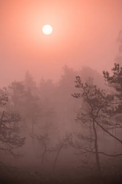 Schöner Sonnenaufgang Mit Roter Sonne Die Sich Durch Den Nebel — Stockfoto