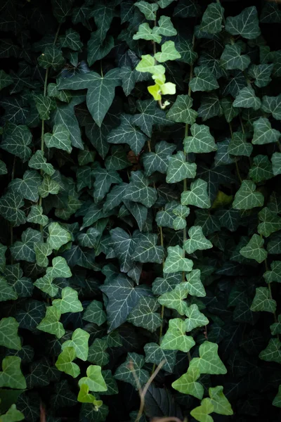 Mur Lierre Commun Habituel Comme Fond Texture Également Connu Sous — Photo