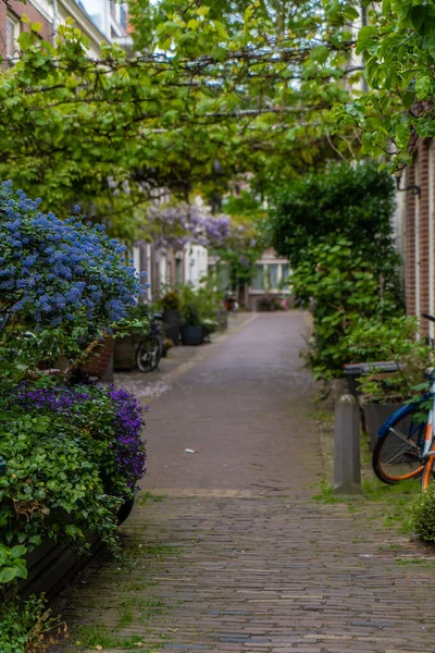 Haarlem, Hollanda, Mart 2022: Hollanda 'da Haarlem' de konforlu şehir evi, önünde bir sürü kap, bitki ve sandalye var. Kavram: Şehir sıcaklığı veya su yönetimi denetimi