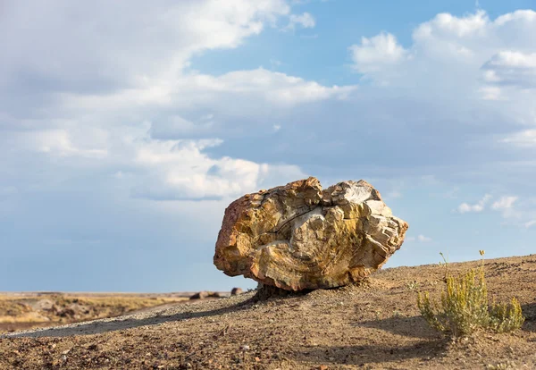 Taşlaşmış Orman Ulusal Parkı, Arizona, ABD — Stok fotoğraf