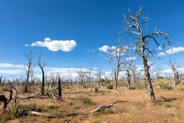 Mesa Verde Nemzeti Park — Stock Fotó