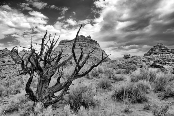 Jalovce na Coyote Buttes jih — Stock fotografie