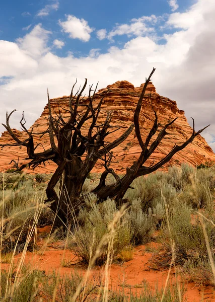 Coyote Buttes syd - Stock-foto