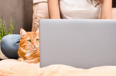 Kadın dizüstü bilgisayarda çalışıyor, kızıl kedi yakınlarda, tele çalışma konseptini izliyor.