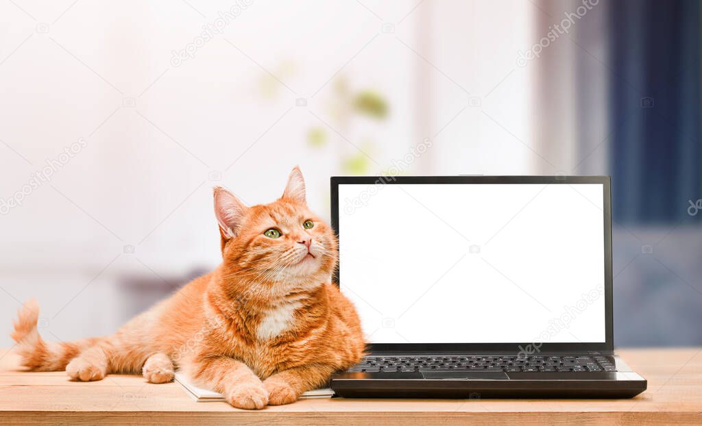 ginger cat and laptop on table on blurred background of room, concept of work at home