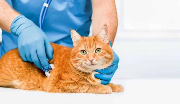 兽医对着一只生姜猫的心脏用放大镜听着 — 图库照片