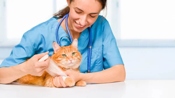 动物医院的女兽医包扎猫爪 — 图库照片