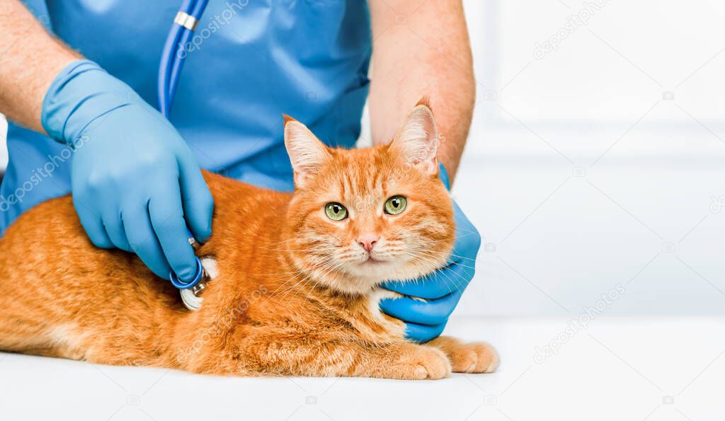 veterinarian listens with a fanndoscope to the heart of a ginger cat