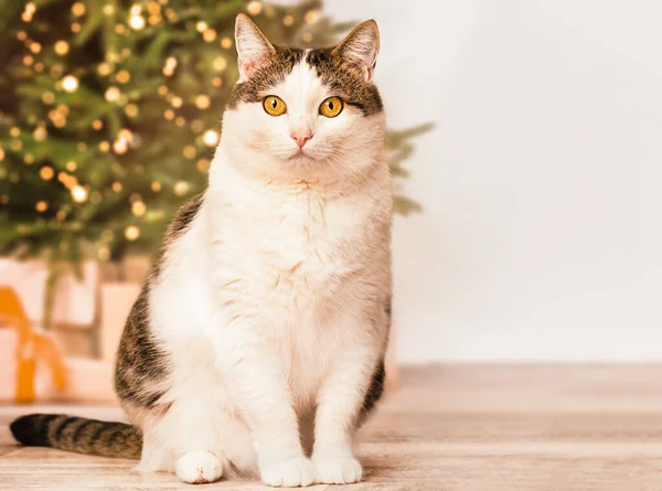 クリスマスツリーを背景に猫が座っています — ストック写真