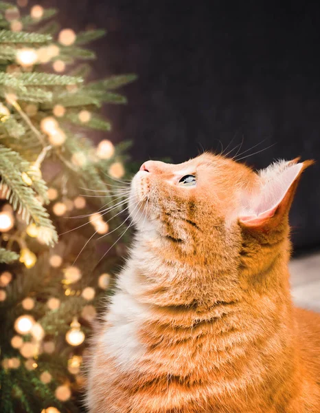 ジンジャーキャットはクリスマスツリーの上を見て — ストック写真