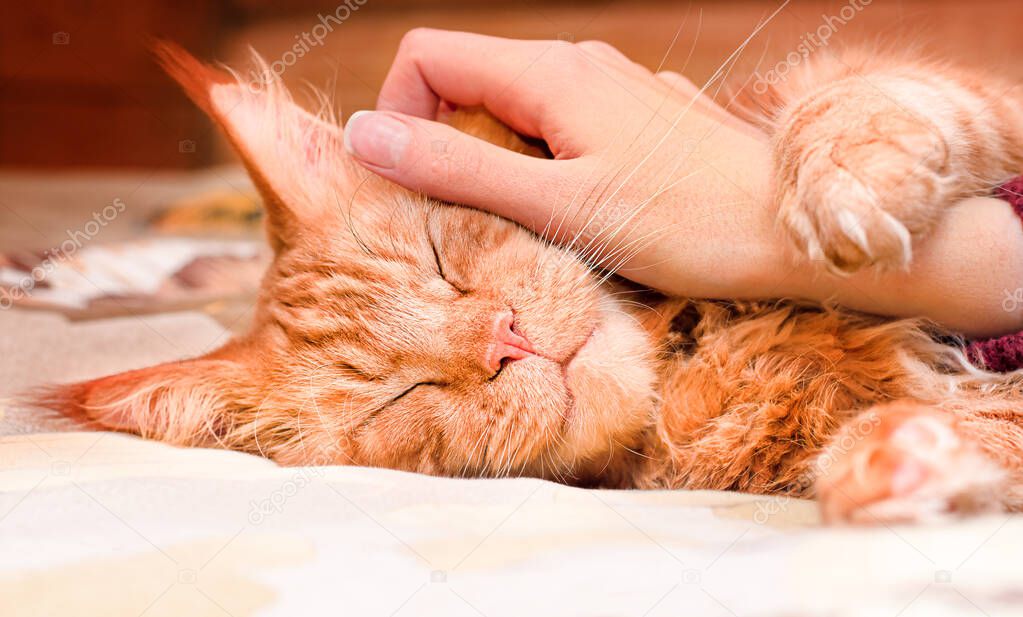 cute ginger maine coon sleeping on the bed, a woman's hand stroking him