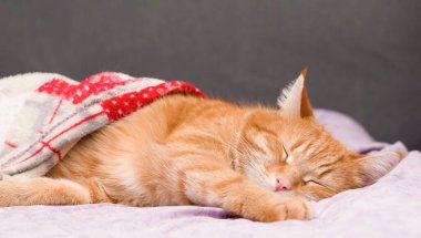 Örtünün altında uyuyan kızıl kedi.