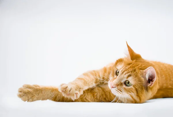 Τζίντζερ Γάτα Απλώνεται Γκρι Φόντο — Φωτογραφία Αρχείου