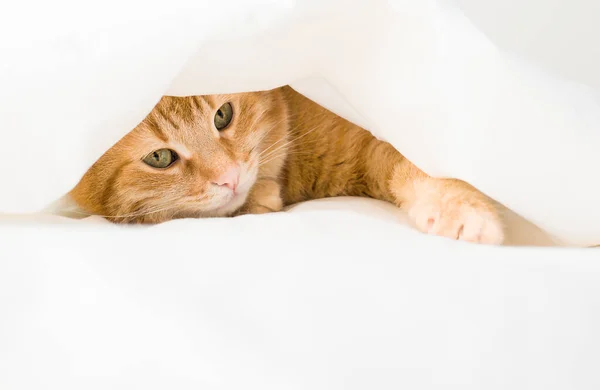 Gato Gengibre Escondido Sob Cobertor — Fotografia de Stock
