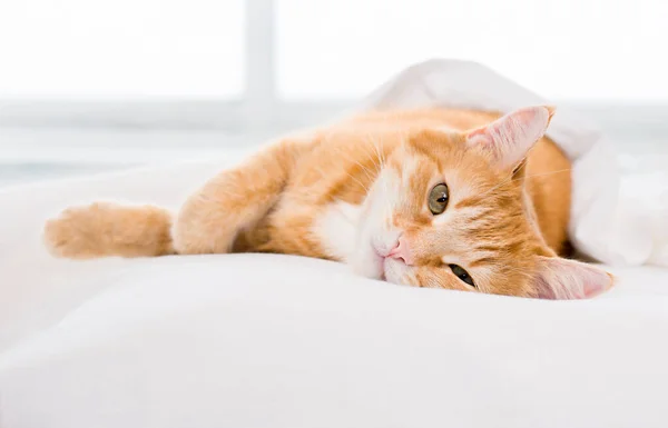 Bonito Gengibre Gato Encontra Cama Olhando Para Câmera — Fotografia de Stock