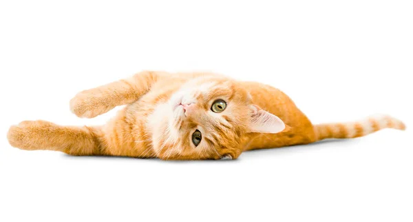 Kucing Berambut Pirang Lucu Berbaring Latar Belakang Putih Yang Terisolasi — Stok Foto