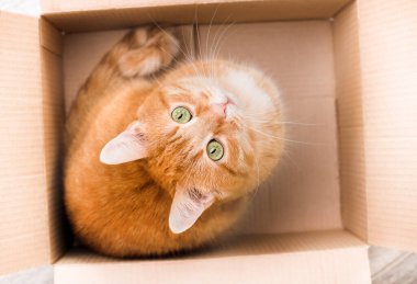 Bir kutuda yerli kızıl kedi, üst manzara