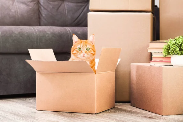 Ginger Cat Boxes Home Room Moving New House — Stock Photo, Image