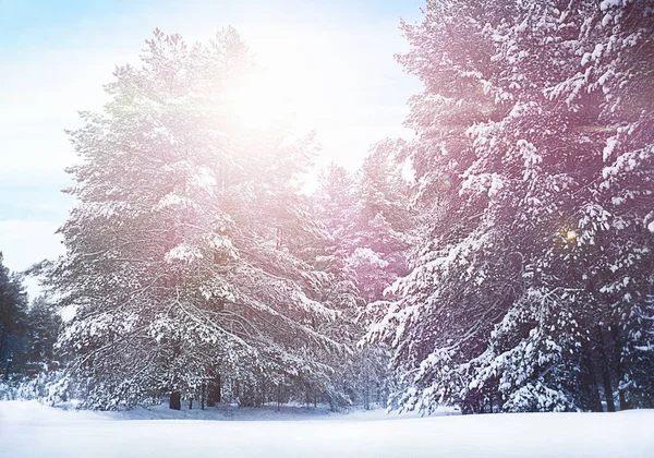 Zimowe Śnieżne Drzewa Mroźny Dzień — Zdjęcie stockowe