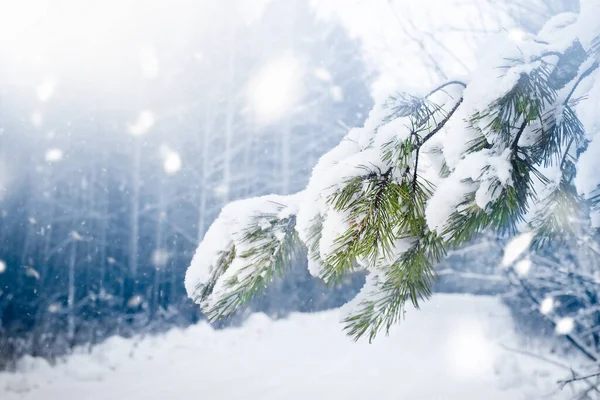 Ramo Pinho Neve Fundo Floresta — Fotografia de Stock