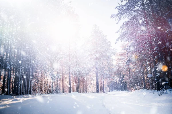 Śnieżna Droga Lesie Zimowym — Zdjęcie stockowe