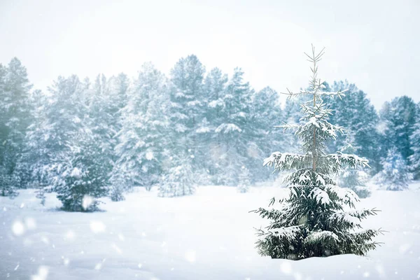 Jeden Pokryty Śniegiem Świerk Polanie Zimowym Lesie — Zdjęcie stockowe