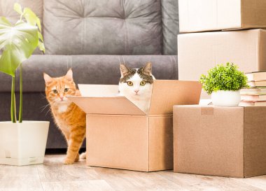 Karton kutularda oynayan iki kedi, yeni bir eve taşınıyor.