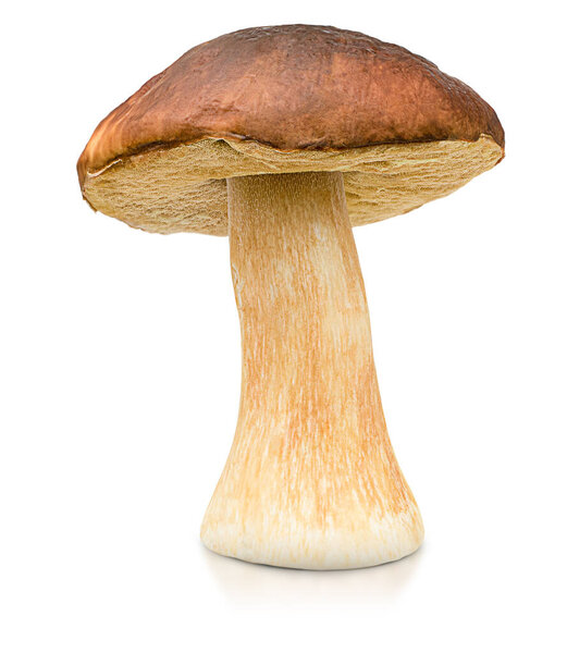 one porcini mushroom on a white isolated background