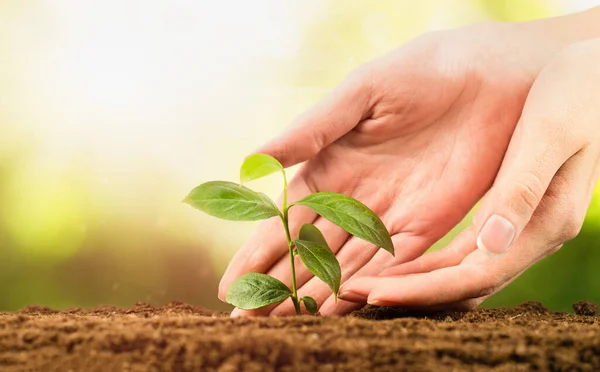 female hands plant a young sprout in the soil