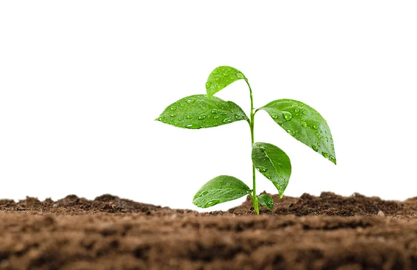 Soil Plant Water Drops Isolated White Background Royalty Free Stock Images
