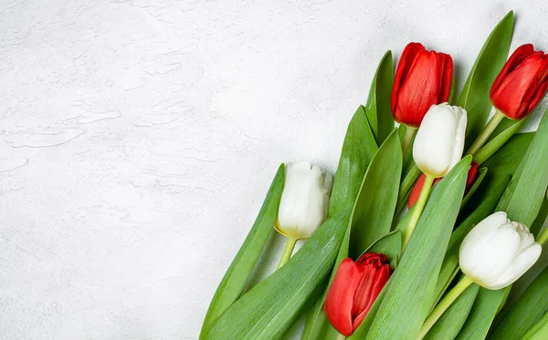 Tulipes Blanches Rouges Sur Fond Béton Clair — Photo