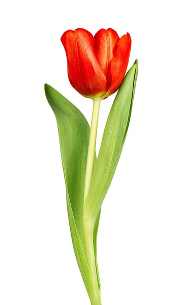 Une Tulipe Rouge Sur Fond Blanc Isolé — Photo