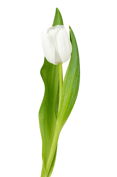 Uma Tulipa Branca Sobre Fundo Isolado Branco — Fotografia de Stock
