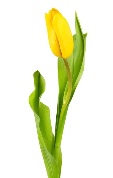 Uma Tulipa Amarela Com Folhas Fundo Isolado Branco — Fotografia de Stock