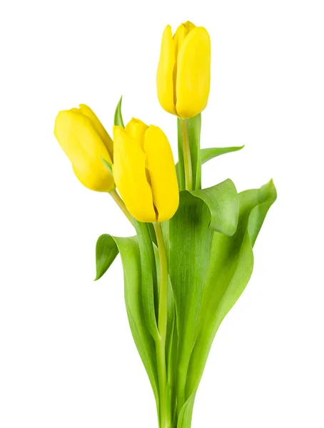 Trois Tulipes Jaunes Sur Fond Blanc Isolé — Photo