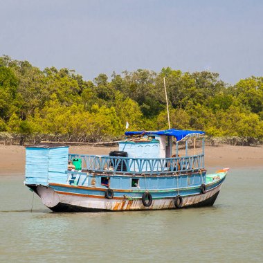 SUNDARBANS, INDIA - CIRCA NOVEMBER 2013: Sundarbans, Kasım 2013 'te Sundarbans' da dünyanın en büyük mangrov ormanı..