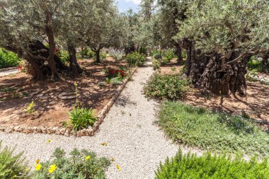 JERUSALEM, ISRAEL - CIRCA MAYIS 2018: Gethsemane 'nin görüntüsü Mayıs 2018' de Kudüs 'te.