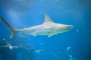 Büyük köpekbalığının güzel bir manzarası