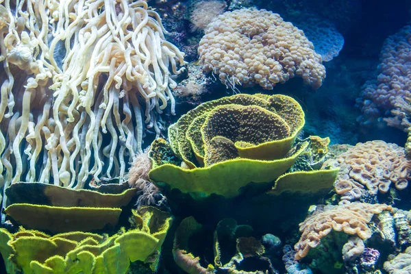 珊瑚礁的美丽景色 — 图库照片