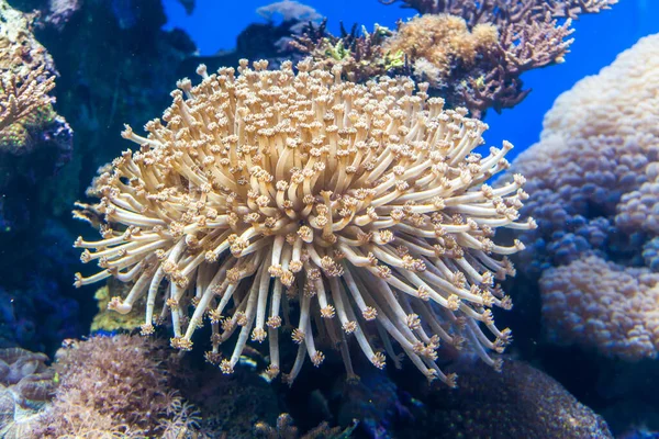 Гарний Вигляд Коралового Рифу — стокове фото