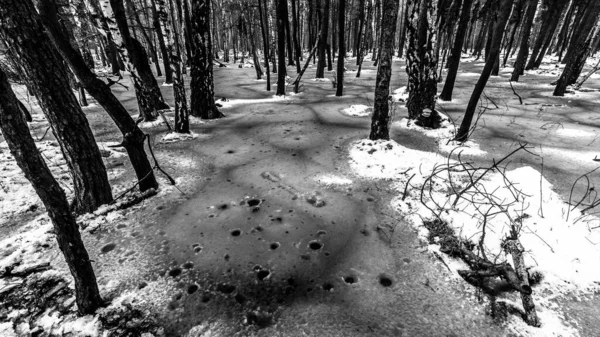 Belle Vue Sur Terrible Forêt Hiver — Photo